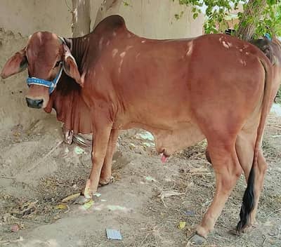 Male Bull