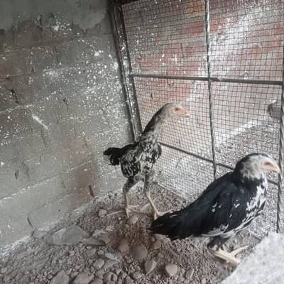 shamo pair for sale