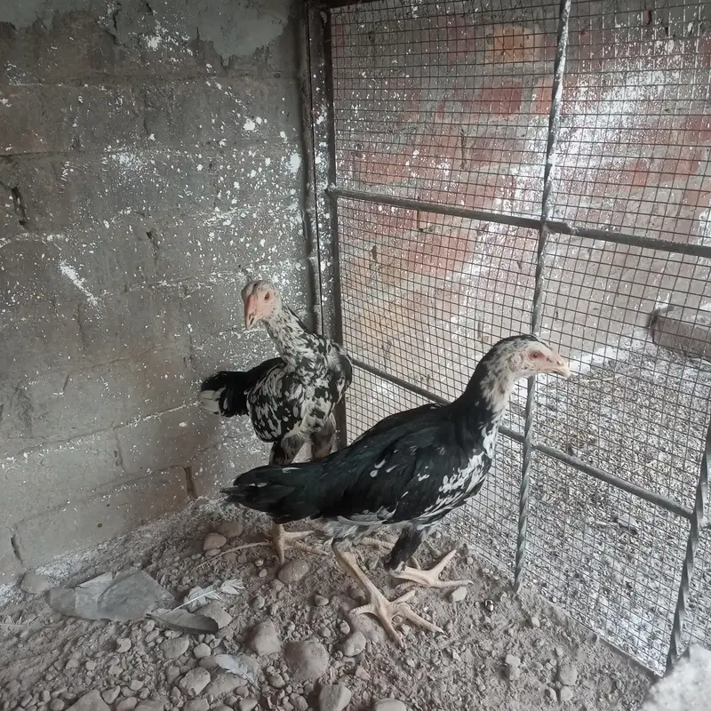 shamo pair for sale — photo 2