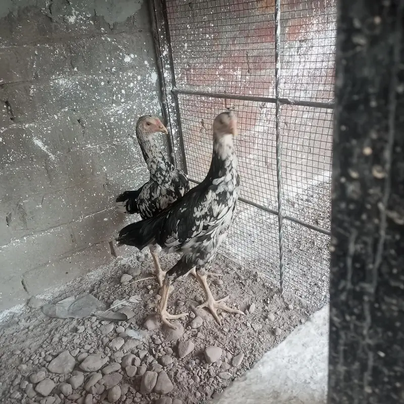 shamo pair for sale — photo 4