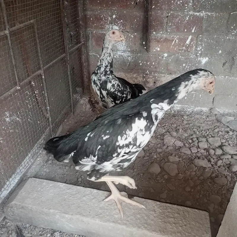 shamo pair for sale — photo 8