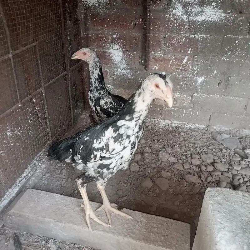 shamo pair for sale — photo 10