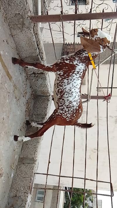 male bakre