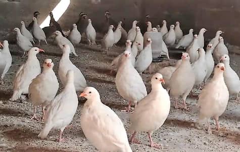 American White Chakoor Pair