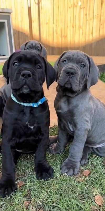 IMPORTED CANE CORSO PUPPIES ARE AVAILABLE FOR SALE