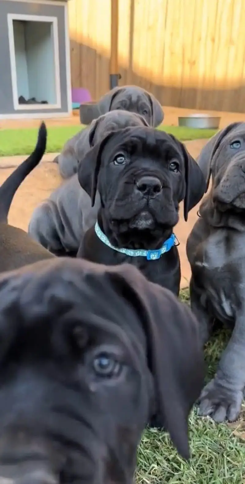 IMPORTED CANE CORSO PUPPIES ARE AVAILABLE FOR IMPORT — photo 2