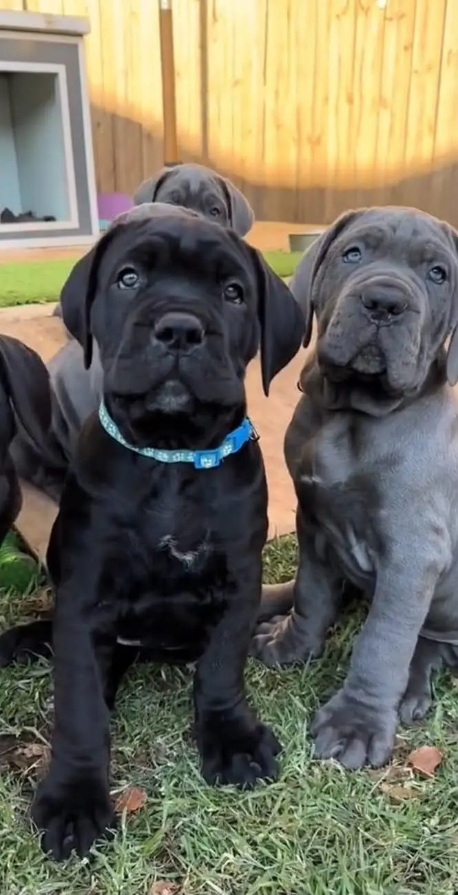 IMPORTED CANE CORSO PUPPIES ARE AVAILABLE FOR IMPORT — photo 3