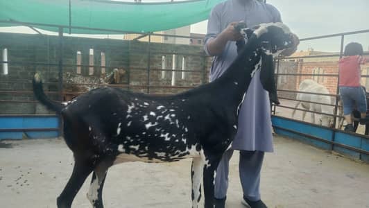 pure makhi cheena goat/ cheeni bakri/ baby goat |desi bakra_بکری