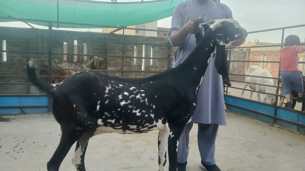 pure makhi cheena goat/ cheeni bakri/ baby goat |desi bakra_بکری