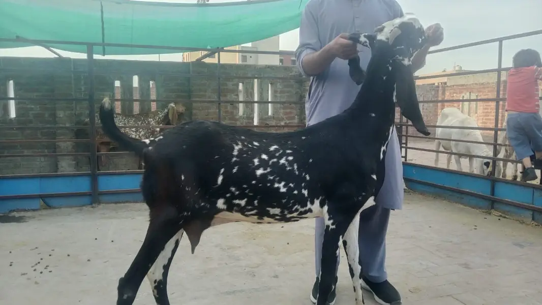 pure makhi cheena goat/ cheeni bakri/ baby goat |desi bakra_بکری — photo 2