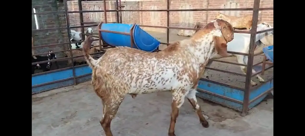 pure makhi cheena goat/ cheeni bakri/ baby goat |desi bakra_بکری — photo 5