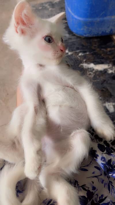 Healthy and active kitten available for Reasonable price
