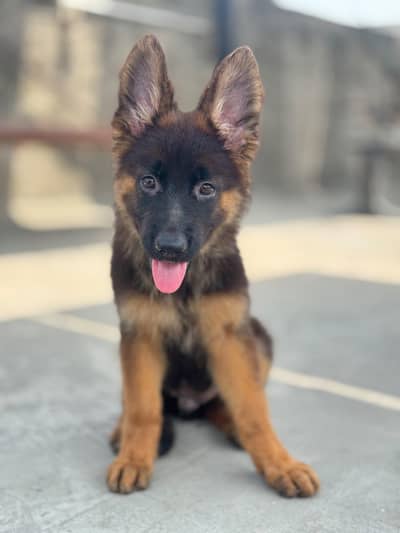 Pure German Shepherd Puppy Active