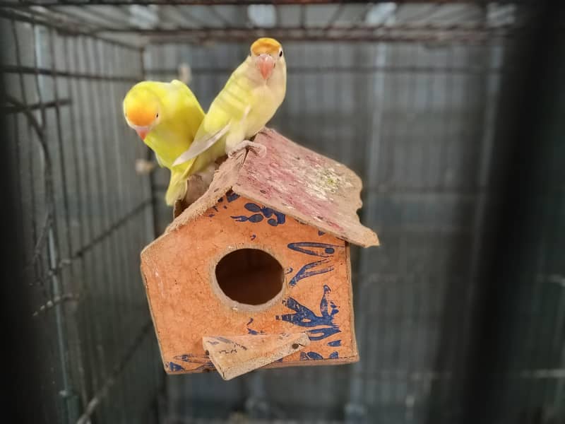 Breeder pair 1