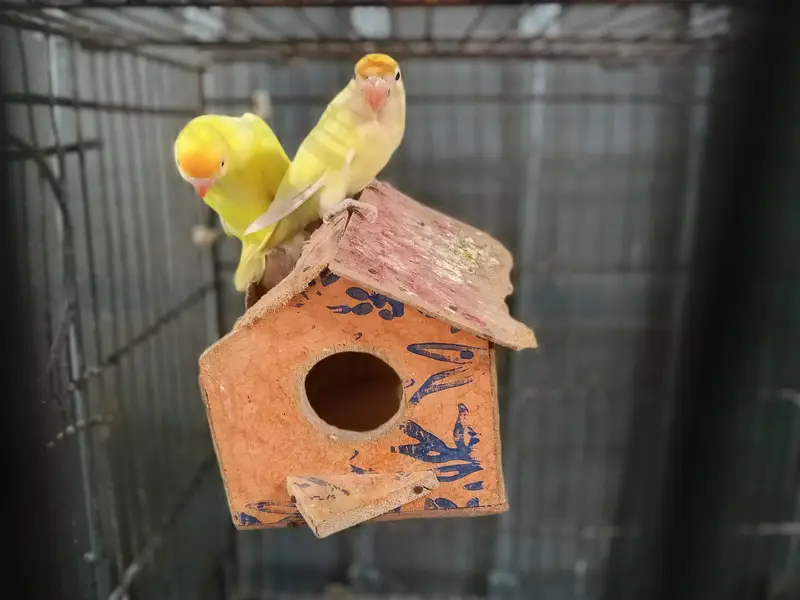 Breeder pair — photo 2