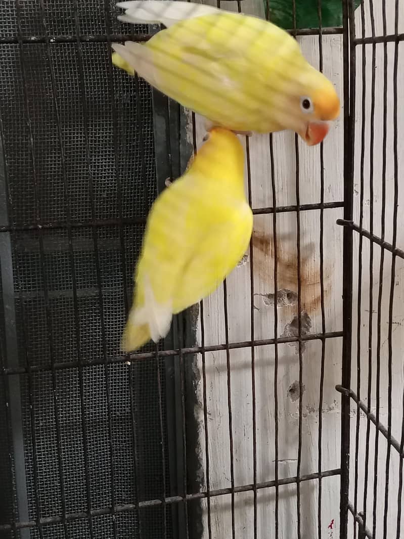 Breeder pair 2