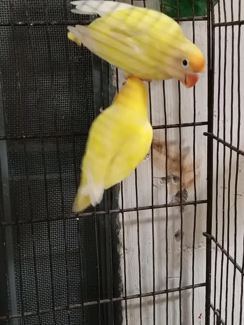 Breeder pair — photo 3