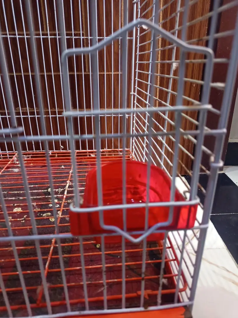 cockatoo / grey/ raw parrots cage — photo 6