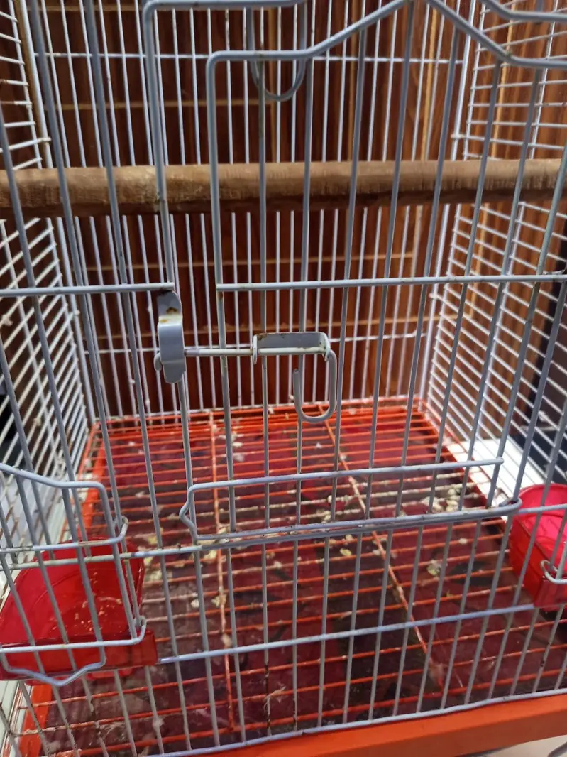 cockatoo / grey/ raw parrots cage — photo 7