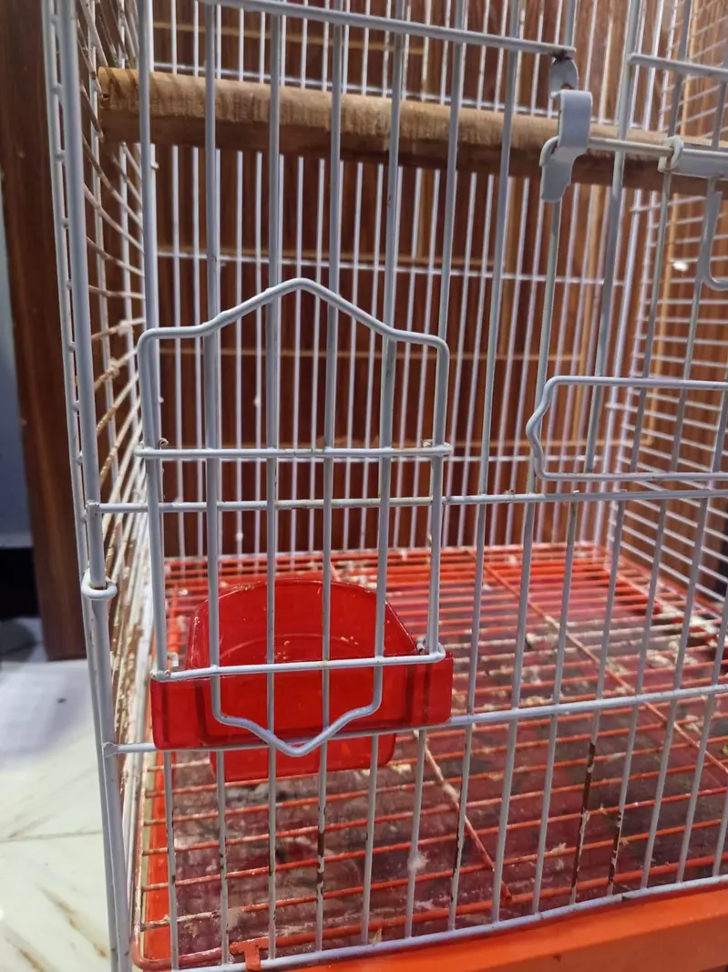 cockatoo / grey/ raw parrots cage — photo 9