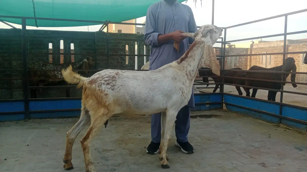 pure makhi cheena goat/ cheeni bakri/ baby goat |desi bakra_بکری — photo 6