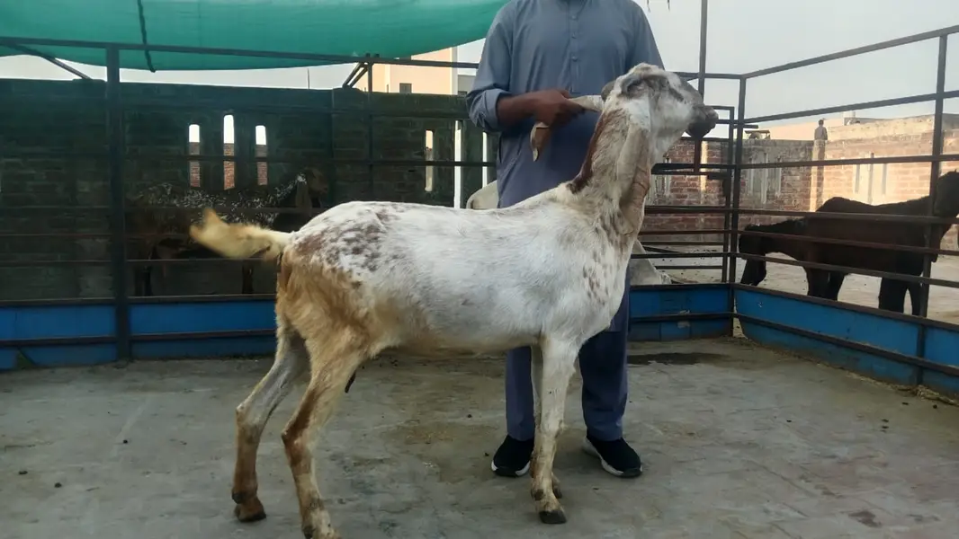 pure makhi cheena goat/ cheeni bakri/ baby goat |desi bakra_بکری — photo 7
