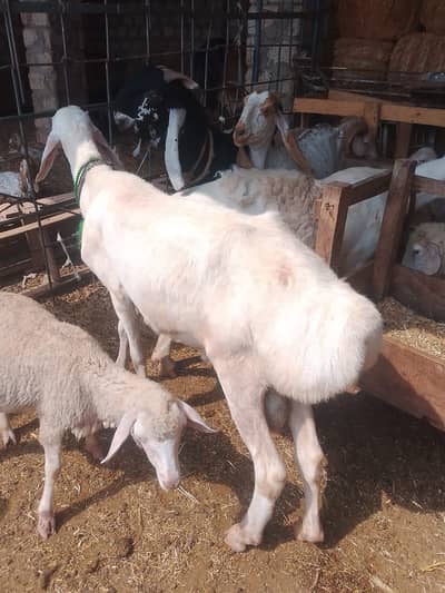 Male dumba for sale