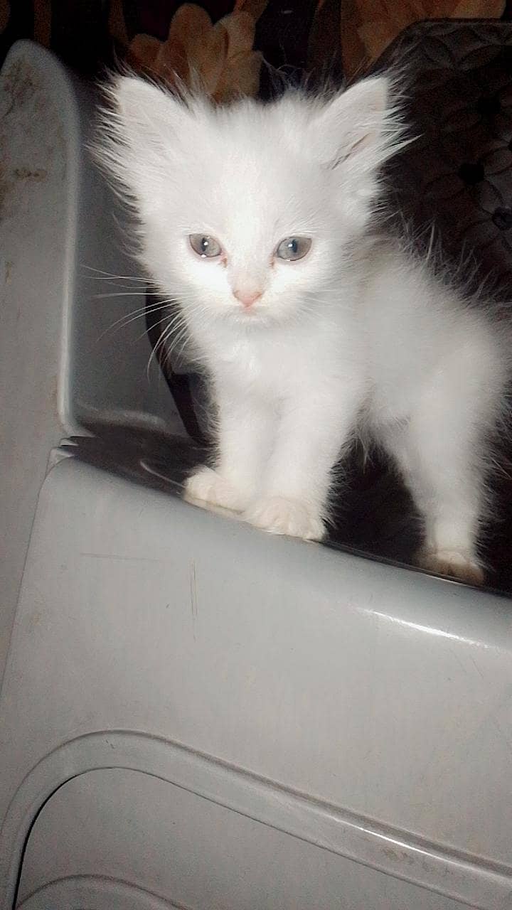 Persian 0