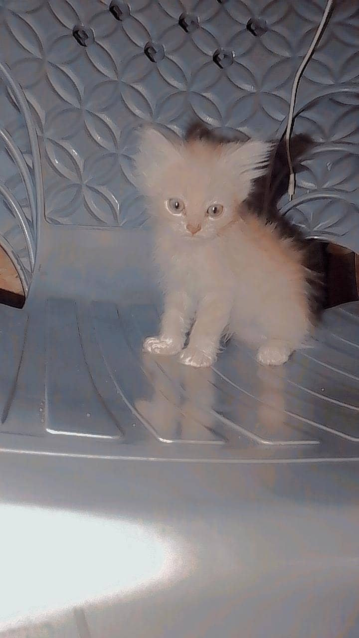 Persian 1