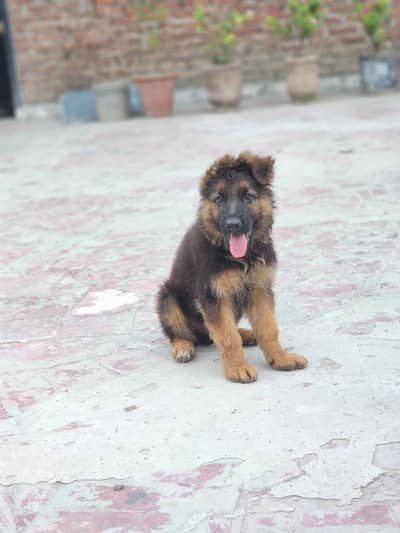 german shepherd