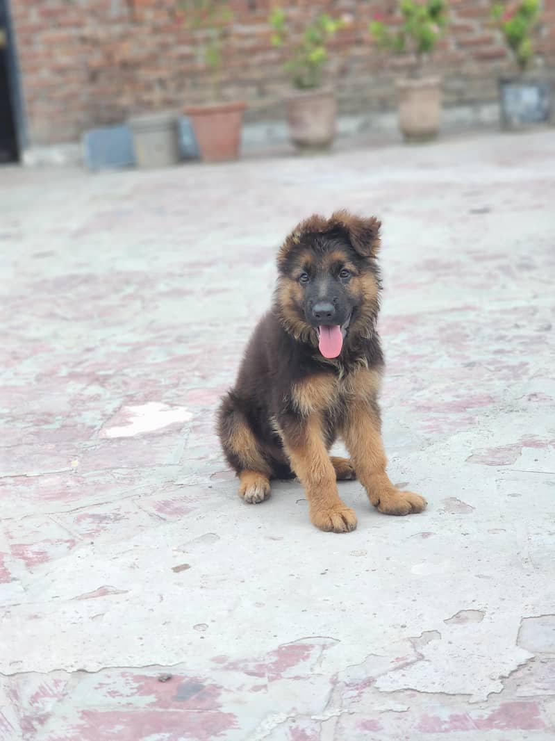 german shepherd 0