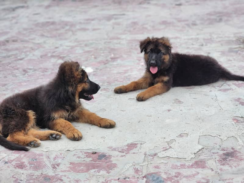 german shepherd 1