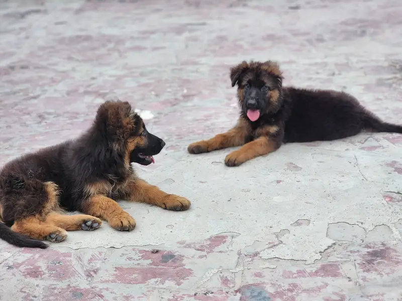 german shepherd — photo 2