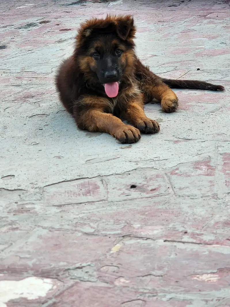 german shepherd — photo 3