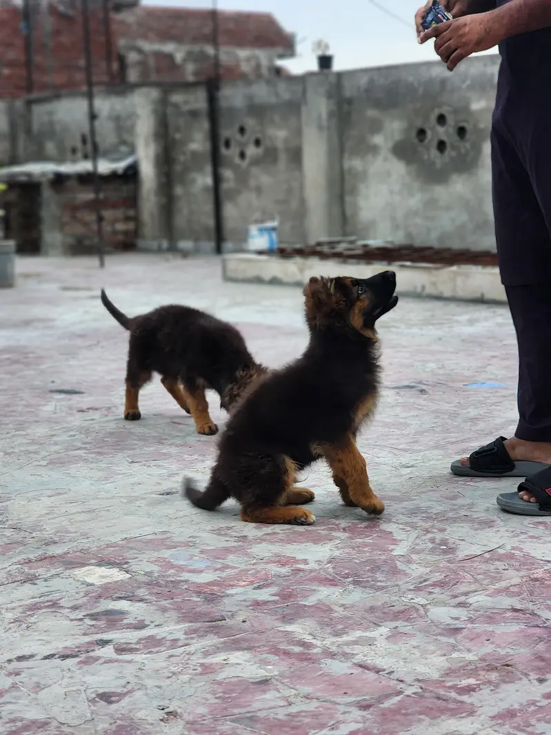 german shepherd — photo 4