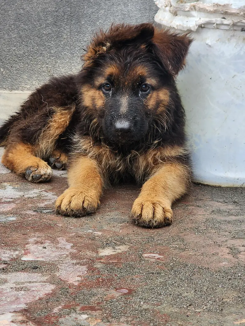 german shepherd — photo 5
