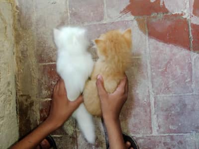 baby cats