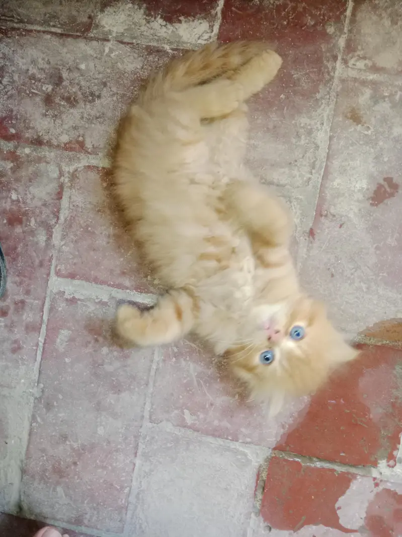 baby cats — photo 2