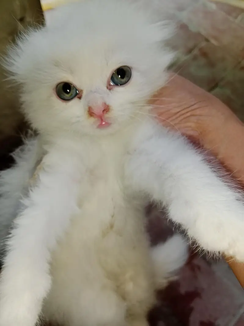 baby cats — photo 3