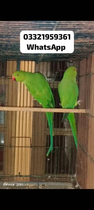 Green Ringneck young pair