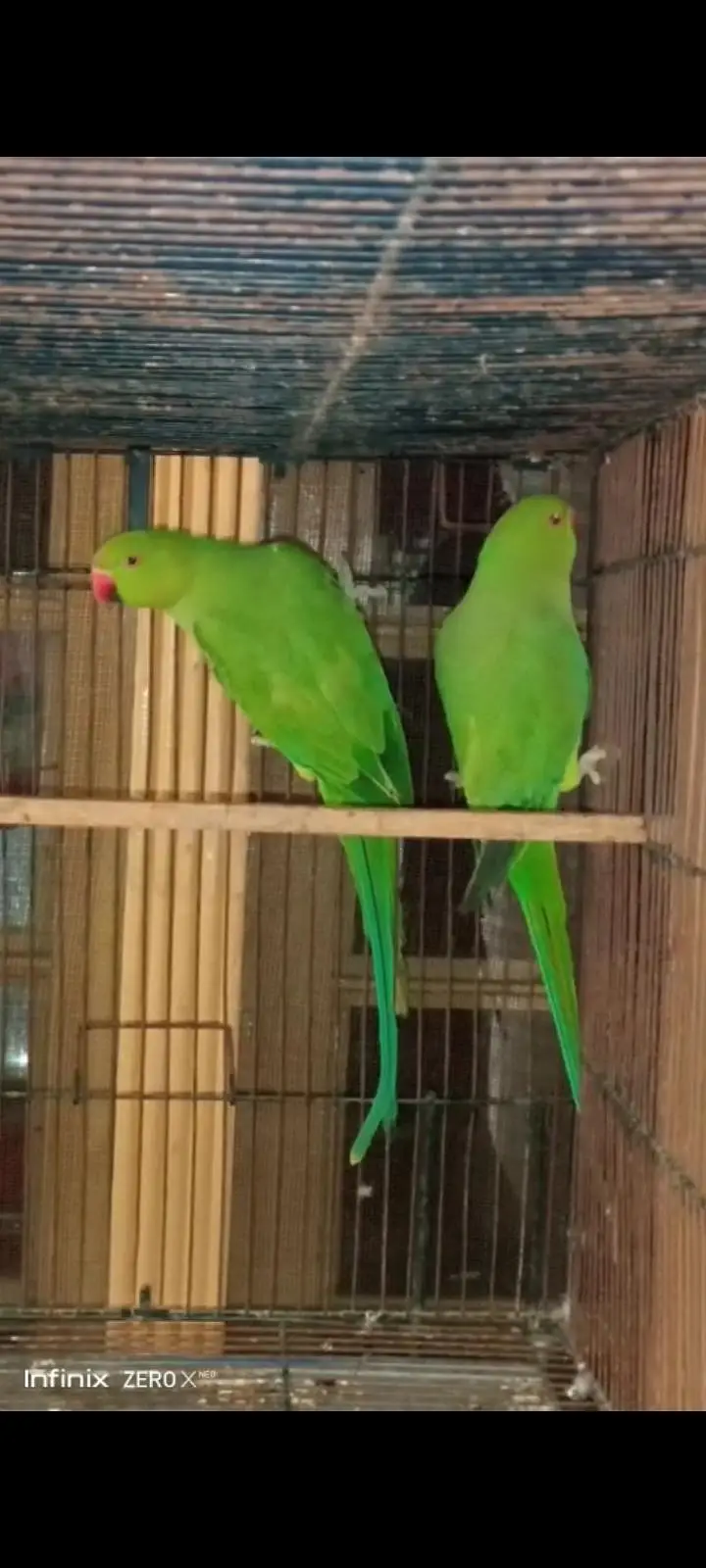 Green Ringneck young pair — photo 2