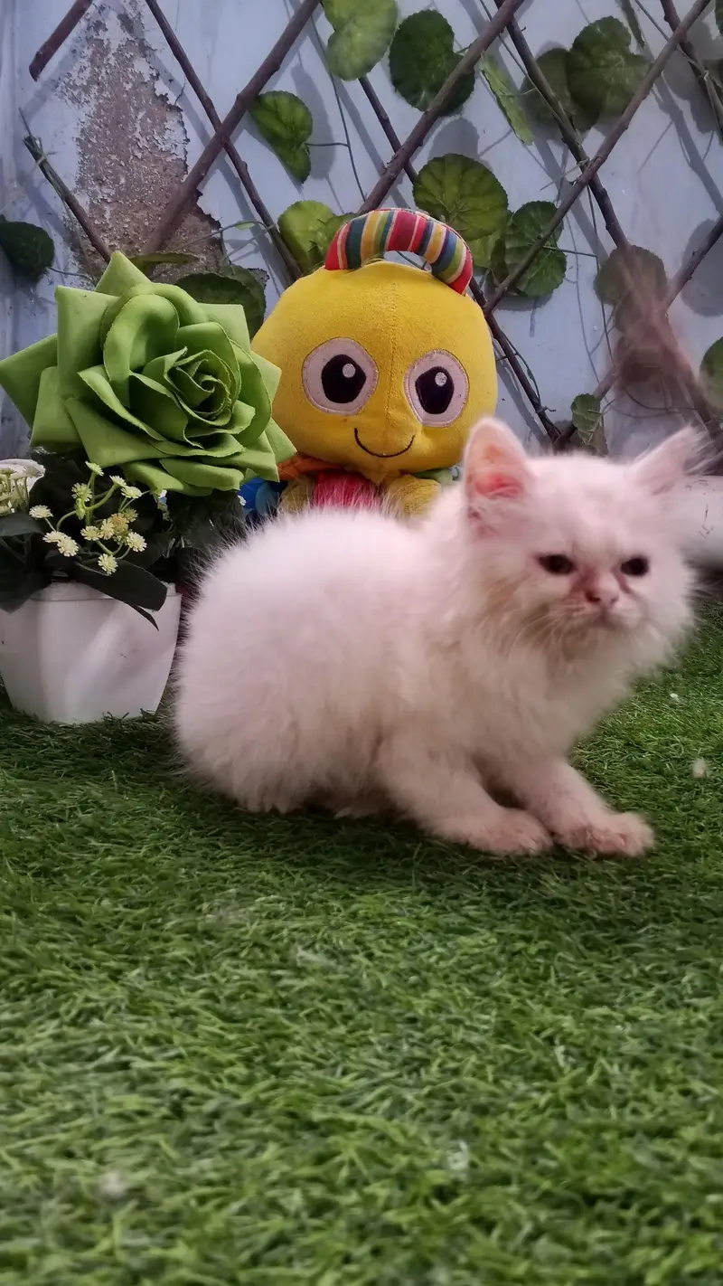 Pure Persian Semi Punch Face Female Kitten/Cat — photo 2