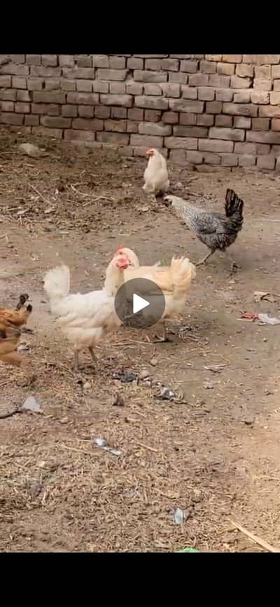 Desi Hens