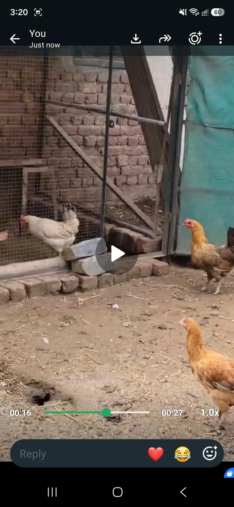 Desi Hens — photo 2