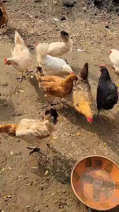 Desi Hens — photo 3