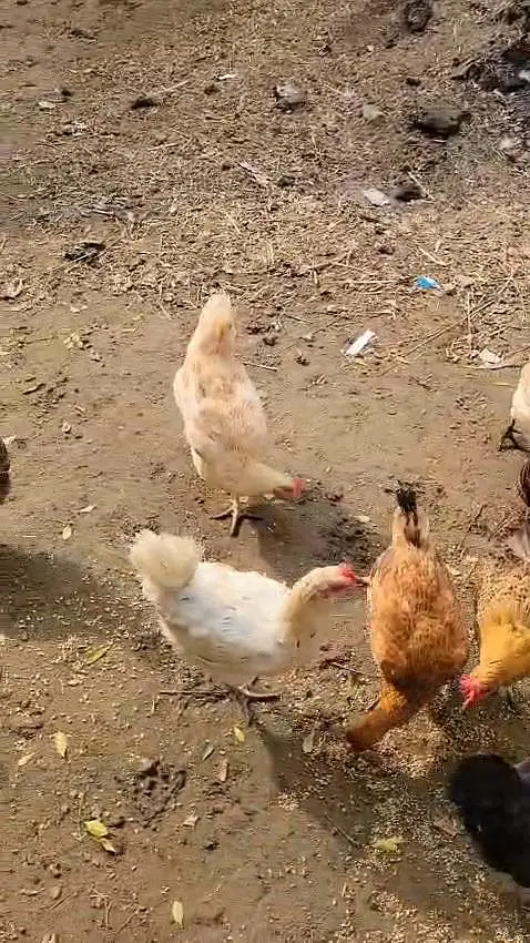 Desi Hens — photo 4