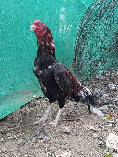 High quality  saleta  for sale