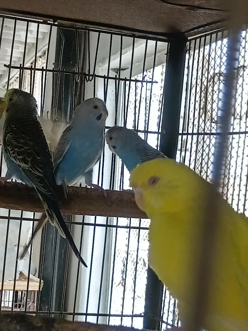 Red Eyes,Rainbow working, Undersized Classic young pairs available — photo 2