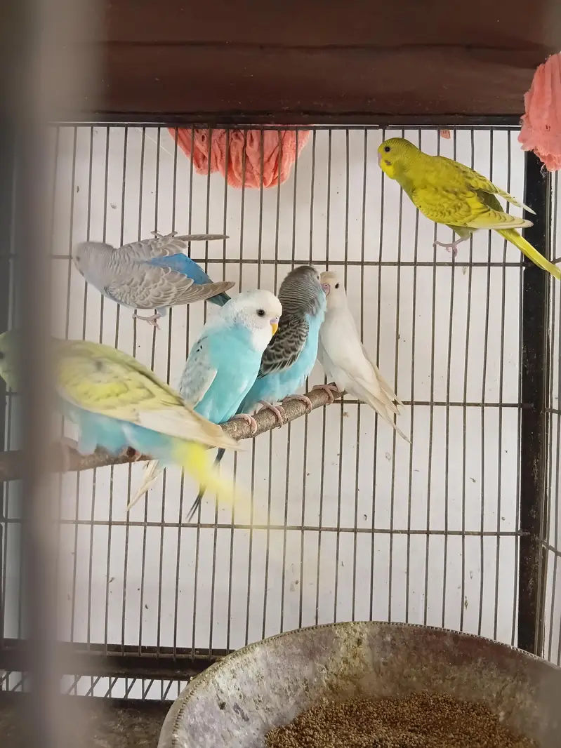 Red Eyes,Rainbow working, Undersized Classic young pairs available — photo 3