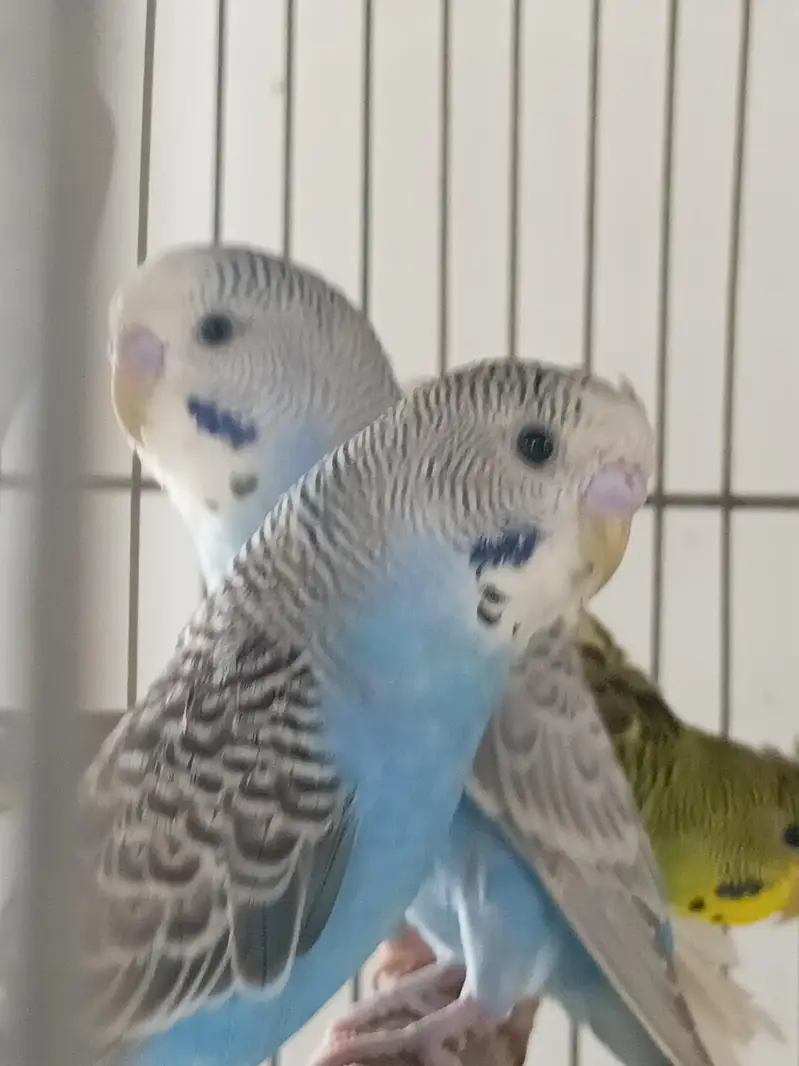 Red Eyes,Rainbow working, Undersized Classic young pairs available — photo 4